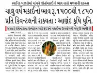 ચાલુ વર્ષે મકાઈનો ભાવ રૂ. 1500 થી 1850 પ્રતિ કવીન્ટલની શક્યતા: આણંદ કૃષિ યુનિવર્સિટી