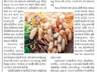 વિશ્વમાં વાવેતરની દ્રષ્ટિએ ભારત પ્રથમ અને ઉત્પાદનની દ્રષ્ટિએ બીજા સ્થાને