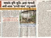 આણંદ કૃષિ યુનિવર્સીટી દ્વારા ગાયની નવી નસ્લ 'ડગરી ગાય' રજુ કરાશે