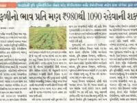 મગફળીનો ભાવ પ્રતિ મણ રૂ.980 થી 1090 રહેવાની શક્યતા