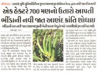 એક હેકટરે 700 મણનો ઉતારો આપતી ભીંડાની નવી જાત આણંદ ક્રાંતિ શોધાઇ 
