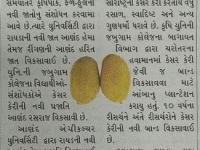 જબુગામ કોલેજના છાત્રો-સંશોધકોએ કેસર કેરીની નવી પ્રજાતિનું સંશોધન કર્યું