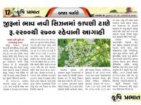 સેન્ટર ફોર માર્કેટ ઇન્ટેલિજન્સ-આણંદ કૃષિ યુનિવર્સિટી દ્વારા જીરુંના ભાવ કાપણી ટાણે રૂ. 2200 થી 2700 રહેવાની સંભાવના 