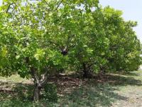 Cashew Nut Plantation