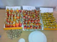 Cashew nut Fruits