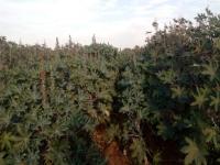 Castor (GCH-7)Seed Production