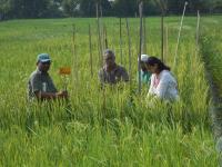 plant selection