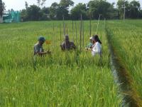 plant selection