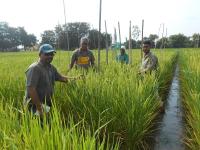 varietal plant selection