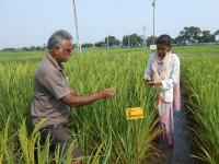 varietal plant selection