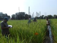 varietal plant selection