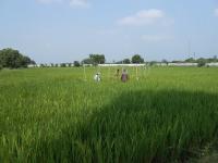 varietal plant selection and selfing