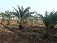 Date Palm ( Tissue Cultured)