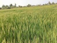 GAR-13 Paddy Seed Production