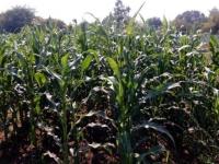 GM-6 Seed Production