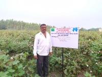 FLD ON Varietal demonstration of hybrid Bt cotton 10 (BG II)