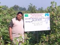 FLD ON Varietal demonstration of hybrid Bt cotton (GTHH 49)