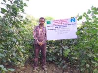 FLD ON Alternate furrow irrigation in cotton 