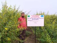 FLD ON Varietal demonstration of pigeon pea (AGT 2) 
