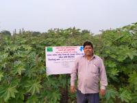 FLD ON Varietal demonstration of castor (GAC 11)