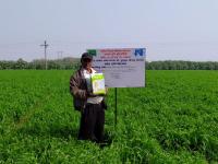FLD on Weed management in wheat with premix broad spectrum herbicides