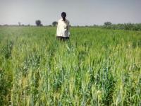 FLD on Wheat (GW 451) and weed management under adaptive trial project