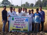 Field day at Handod under adaptive trial project
