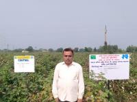 FLD on Alternate furrow irrigation in cotton 