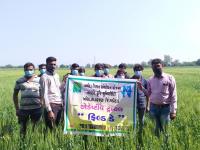 Field day at Kandari under adaptive trial project