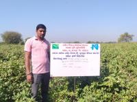 FLD on Varietal demonstration of hybrid Bt cotton (GTHH 49)