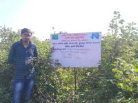 FLD on Hybrid Bt cotton 10 (BG II)