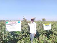 FLD on detopping in Bt cotton 
