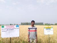 FLD on Weed management in wheat with premix broad spectrum herbicides