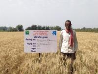 FLD on Wheat (GW 451) and weed management under adaptive trial project