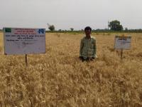 FLD on Irrigation at critical growth stages in wheat