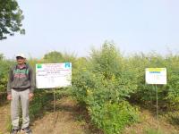 FLD On Irrigation scheduling in pigeonpea 