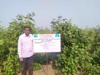 FLD On Varietal demontration of G. cot. hybrid 10 (BG II)