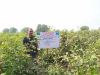 FLD On Varietal demontration of Bt cotton hybrid GTHH 49 (BG II) 