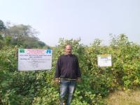FLD On Detopping and nitrogen management in cotton 