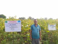 FLD On Alternate furrow irrigation in cotton 