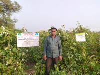FLD On Integrated management of pinkbollwarm in cotton 