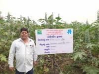 FLD On Castor (GCH 10) under Adaptive Trial Project
