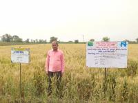 FLD On Weed management in wheat with premix broad spectrum herbicide