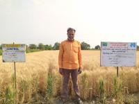 FLD On Irrigation at critical growth stages in wheat