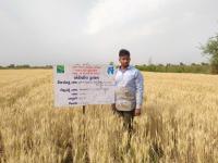 FLD On Wheat (GW 451) and weed management under Adaptive Trial Project 