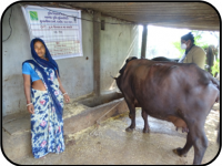 OFT : Rectifying negative energy balance in high yielding buffaloes1