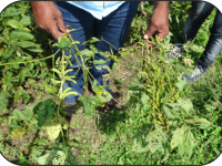 Results of Front Line Demonstrations (Oilseeds crops)2