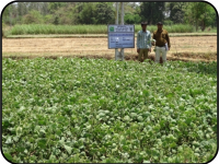 Results of Front Line Demonstrations (Pulses crops)1