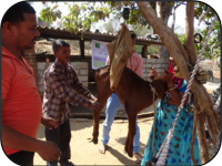 Results of Front Line Demonstrations (Livestock)1