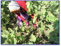 OFT : Varietal testing of Brinjal2
